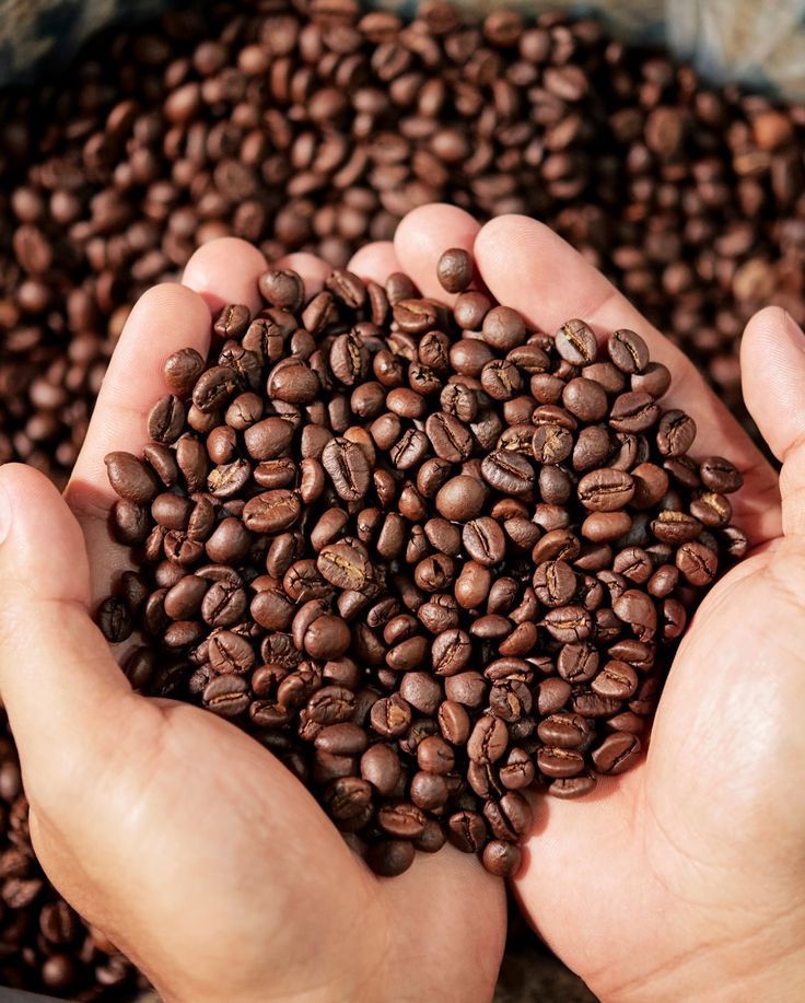 Arabica Beans